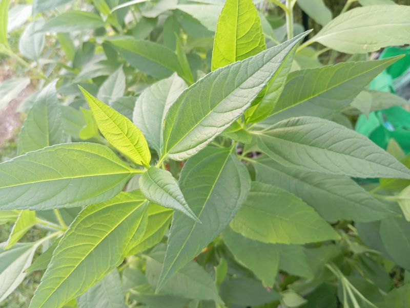 Helianthus tuberosum